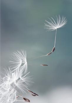Pusteblumensamen